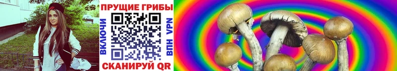 Купить  Горячий Ключ  Псилоцибиновые грибы GOLDEN TEACHER 